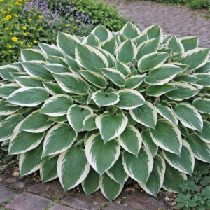 Teljesen kifejlett Hosta patriot, ami árnyékos helyre való növények közé tartozik.