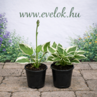 A Hosta patriot cs14 méretű cserépben.