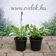 A Hosta patriot cs14 méretű cserépben.