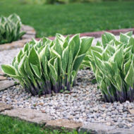 Hosta patriot kavicságyásban.