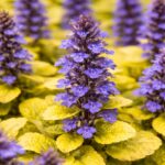 Az Ajuga CS9 azaz a sárga levelű ínfű közelről.