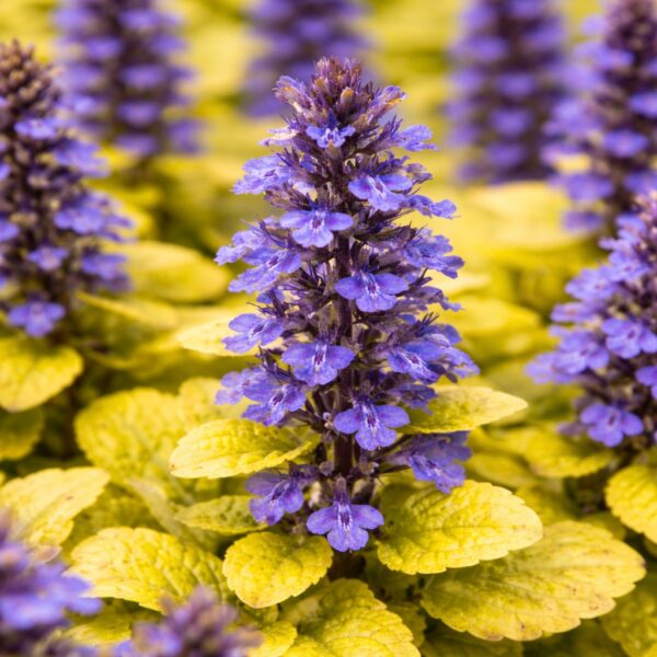 Az Ajuga CS9 azaz a sárga levelű ínfű közelről.