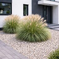 A japánfű előkertbe ültetve, kavics ágyásban.