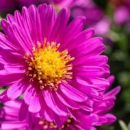 Aster dumosus CS14 - Törpe rózsaszín őszirózsa - Image 3