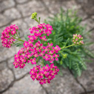 Felülnézeti kép az Achillea millefolium rózsaszín virágairól.