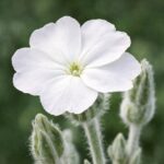 Lychnis coronaria alba ,fehér bársonyos kakukkszegfű virágzása közelről
