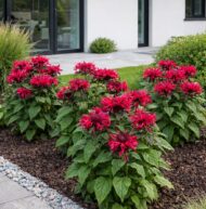 Az évelő növények színt és hangulatot visznek a kertbe.