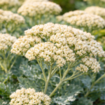 A Sedum telephium Hab Grey virágai közelről.