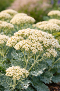 A Sedum telephium Hab Grey virágai közelről.