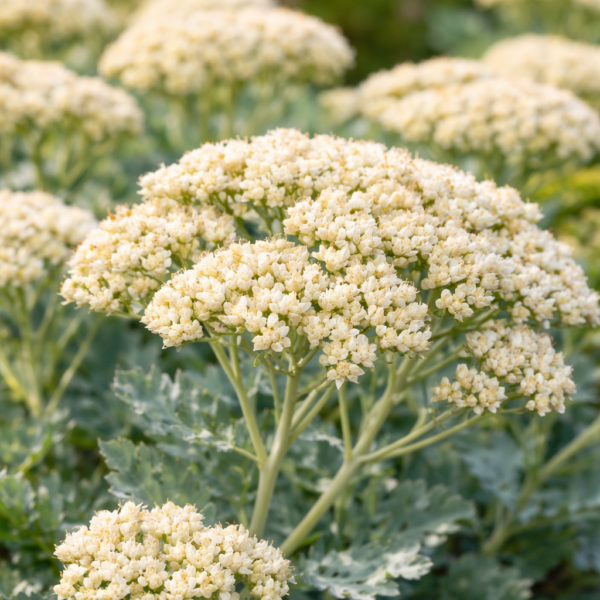 A Sedum telephium Hab Grey virágai közelről.