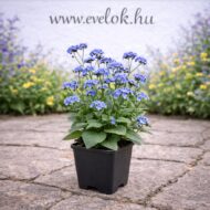 A kaukázusi nefelejcs cs14 méretű cserépben.