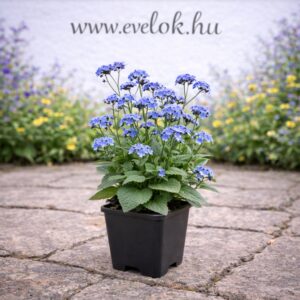 A kaukázusi nefelejcs cs14 méretű cserépben.