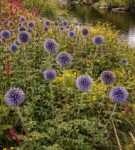 Echinops - Kék szamárkenyér - Image 3