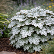 Az ezüstlevelű tűzeső lombozata.