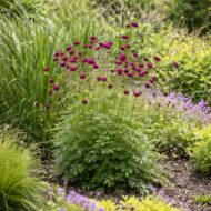 A varfű ágyásba ültetve különböző évelő fajtákkal