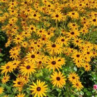 Rudbeckia fulgida - Pompás kúpvirág - Image 4