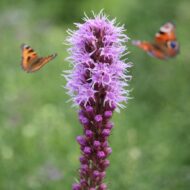 Liatris spicata virág közelről ,pillangóbarát évelő nyári hangulatban.