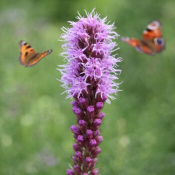 Liatris spicata virág közelről ,pillangóbarát évelő nyári hangulatban.