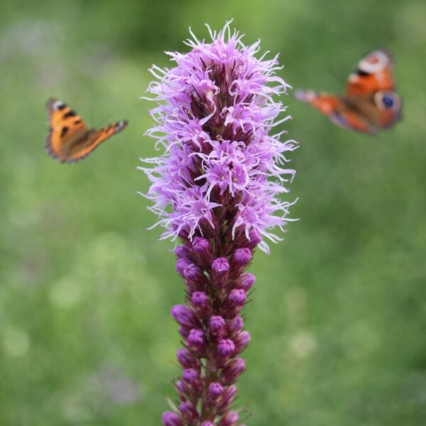 Liatris spicata virág közelről ,pillangóbarát évelő nyári hangulatban.