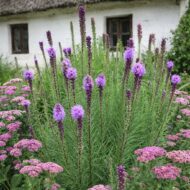 Liatris spicata cickafarkkal társítva – virágzó évelőágyás fehér parasztház előtt