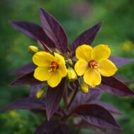 Bordó levelű lizinka élénk sárga virága