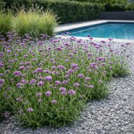 A Lollipop alacsony verbéna kavicságyásban.