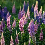 Lupinus sp CS9 - Liláskék virágú csillagfürt - Image 2