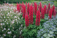 A Lupinus x hybrida piros csillagfürt vegyes ágyásban, díszgyertyával, kaukázusi nefelejccsel.