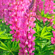 Lupinus CS9 - Rózsaszínű csillagfürt - Image 2