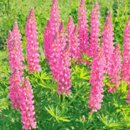 Lupinus CS9 - Rózsaszínű csillagfürt - Image 3
