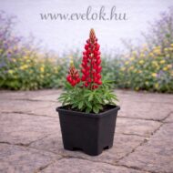 Lupinus x hybrida - Piros csillagfürt - Image 4