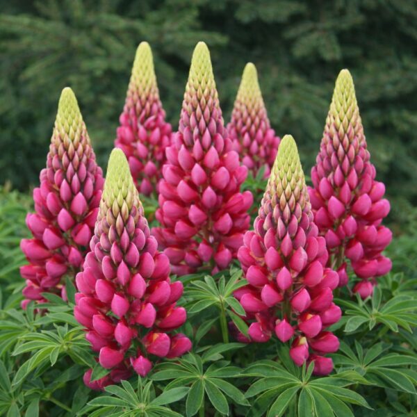 Virágzó növények, melyek színt visznek a kertbe.