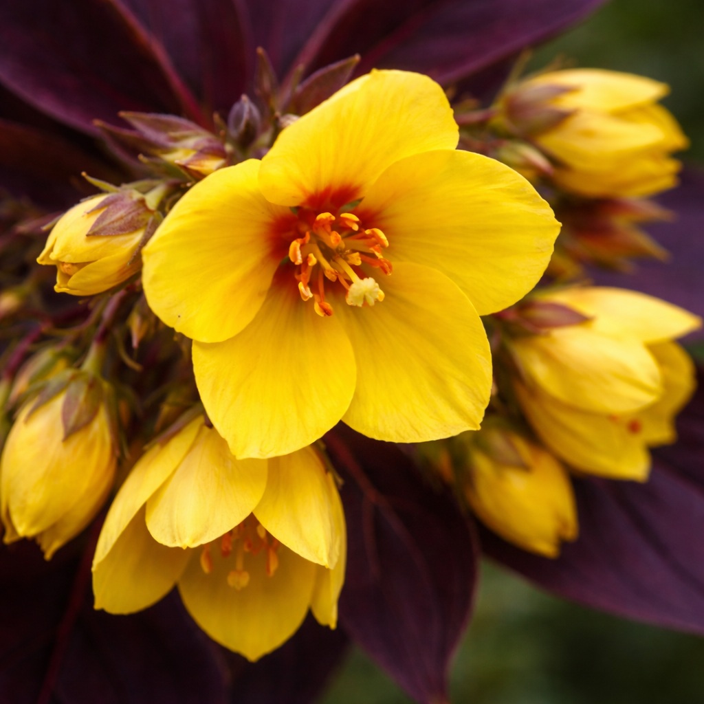 Lysimachia_ciliata_firecracker Bordó levelű lizinka virágzása látható a képen