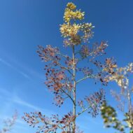 Macleaya cordata - Mákkóró - Image 2