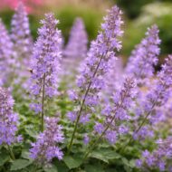 A Nepeta x faassenii virágai közelről.