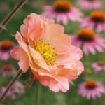 A Geum mai tai azaz a gyömbérgyökér gyönyörű virága látható a képen