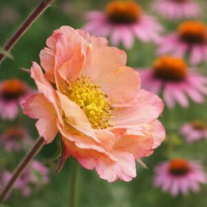 A Geum mai tai azaz a gyömbérgyökér gyönyörű virága látható a képen