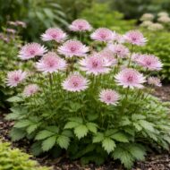 Az astrantia major primadonna azaz a rózsaszín völgycsillag beültetve ágyásba