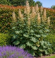 A mákkóró kifejlett mérete, előterében levendulával, háttérben korallberkenyével.