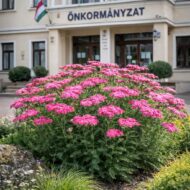 Az achillea millefolium azaz a rózsaszín cickafark az önkormányzat előtt