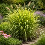 A miscanthus sinensis zebrinus azaz a csíkos zebrafű beültetve különböző évelőkkel