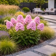 A phlox paniculata bright eyes azaz a bugás lángvirág beültetve a hátsó kertrészbe