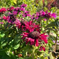 Monarda didyma - Kárminpiros méhbalzsam - Image 3