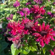 Monarda didyma - Kárminpiros méhbalzsam - Image 4