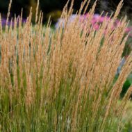 Calamagrostis x acutiflora Karl Foerster - Nádtippan - Image 2