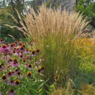 Calamagrostis x acutiflora Karl Foerster - Nádtippan - Image 3