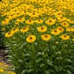 A napfényvirág teljes virágzásban.