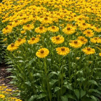 A napfényvirág teljes virágzásban.