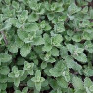 Nepeta x faassenii - Macskamenta - Image 2