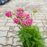 Achillea millefolium - Sötétrózsaszín cickafark - Image 5